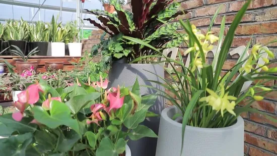 Tall Rattan Plastic Flower Pot (KD9975